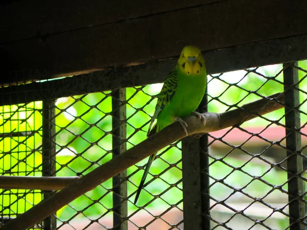 Renkli Kuşların Çeşitli Çeşitleri — Stok fotoğraf