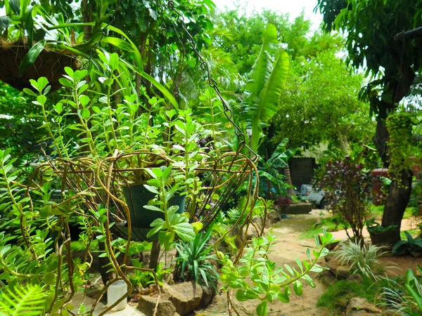 Primer Plano Planta Albahaca Campo —  Fotos de Stock