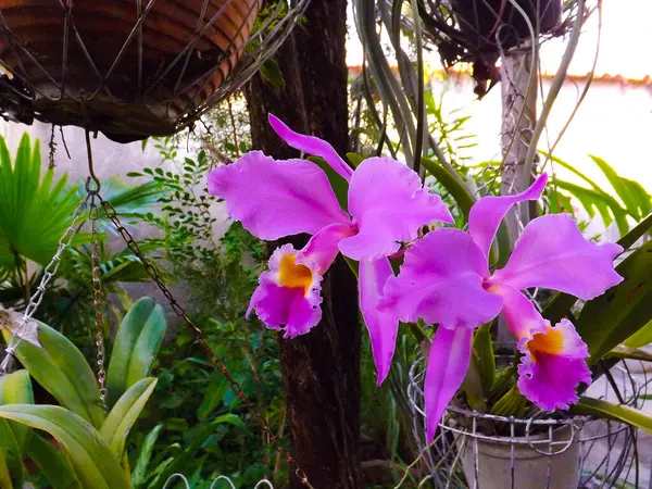 Primer Plano Orquídeas Púrpuras Jardín — Foto de Stock