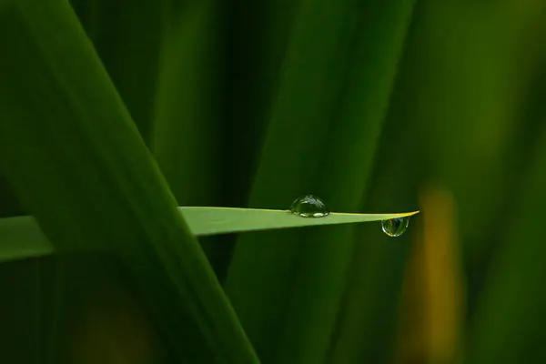 Een Kleine Druppel Water Mijn Tuin Ochtend — Stockfoto