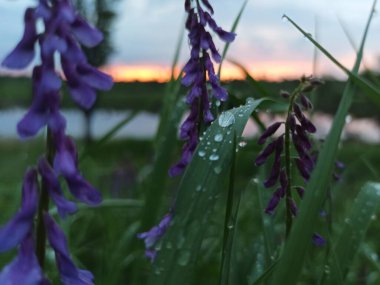 Yağmurdan sonra çimlere su damlaları