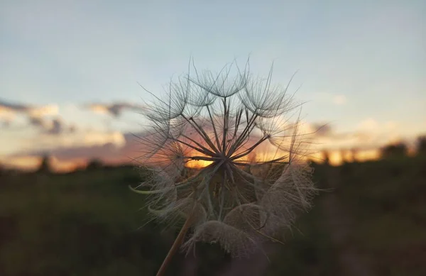 Löwenzahn Gegen Den Sommerlichen Sonnenuntergang Hintergrund — Stockfoto