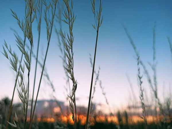 夏の夕日の草 — ストック写真