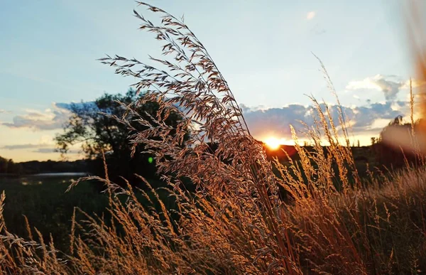 夕暮れ時の草 — ストック写真