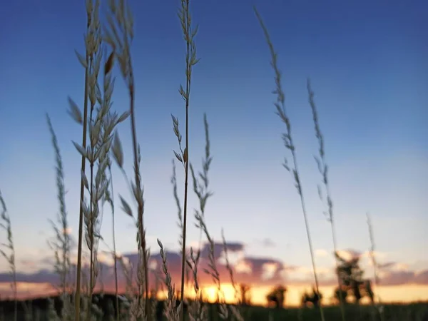 Kräuter Und Schöner Blauer Himmel Hintergrund — Stockfoto