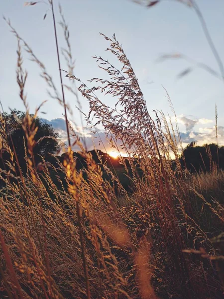 前景にハーブを背景に夏の夕日 — ストック写真