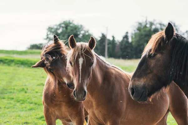 Grupo Caballos Mirando Cámara — Foto de Stock