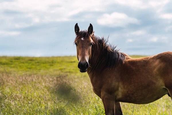 Caballos Mirando Cámara — Foto de Stock