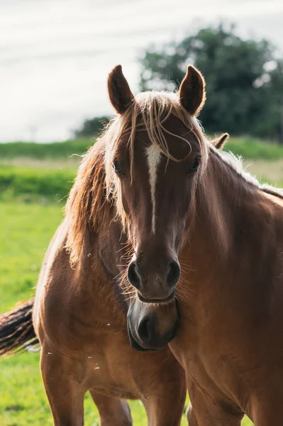 Caballos Mirando Cámara — Foto de Stock