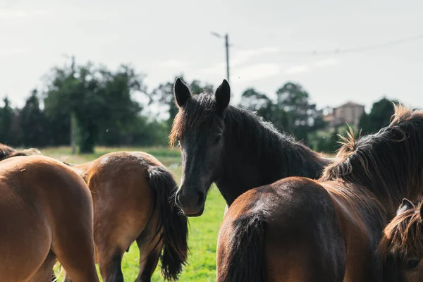 Caballos Mirando Cámara — Foto de Stock