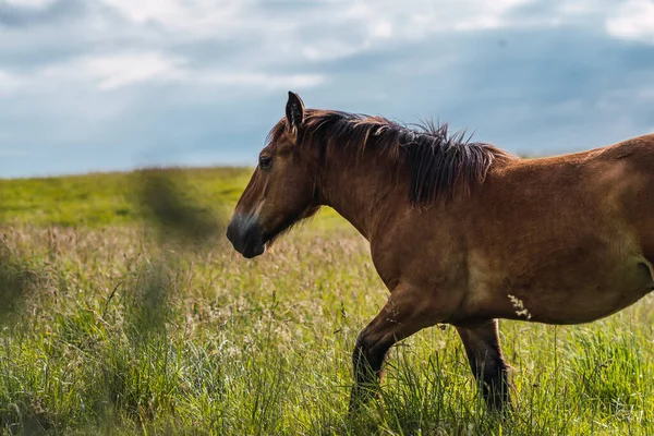 Caballo Vagando Libremente Monte — Foto de Stock