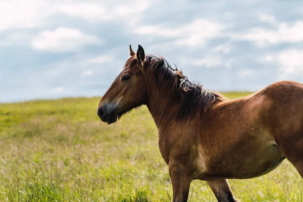 Caballo Vagando Libremente Monte — Foto de Stock