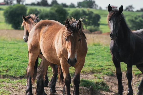 Caballos Mirando Cámara — Foto de Stock