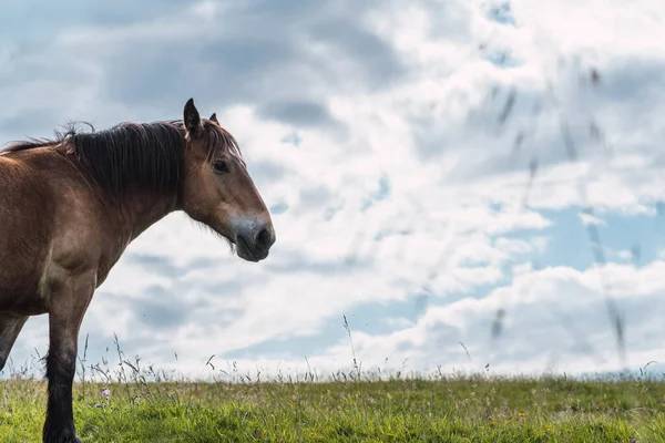 Caballo Vagando Libremente Monte — Foto de Stock