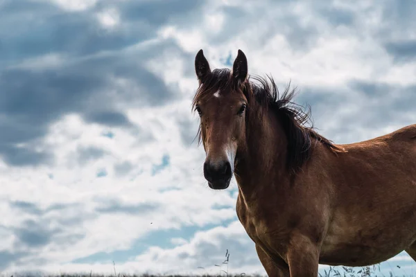 Caballo Vagando Libremente Monte Frente Viento — Foto de Stock