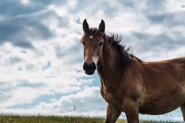 Caballo Vagando Libremente Monte Frente Viento — Foto de Stock