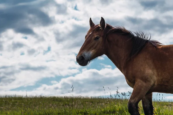 Caballo Vagando Libremente Monte — Foto de Stock