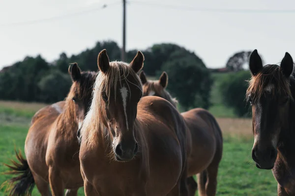 Caballos Mirando Cámara — Foto de Stock