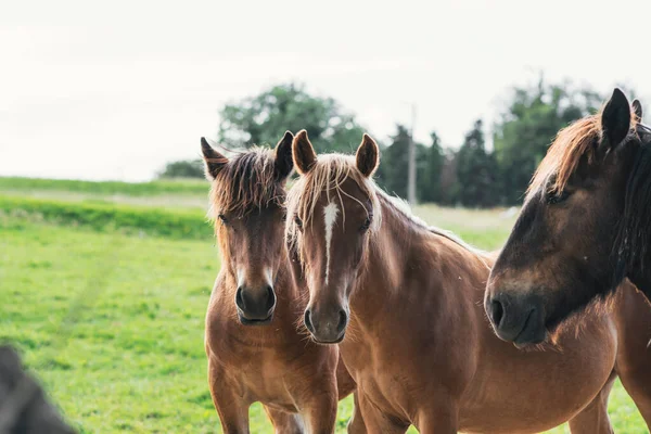 Grupo Caballos Mirando Cámara — Foto de Stock