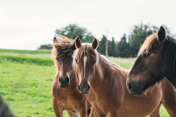 Grupo Caballos Mirando Cámara — Foto de Stock