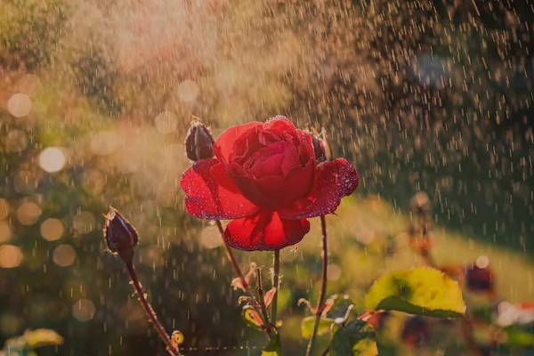 Rosa Roja Con Gotas Agua Sobre Los Pétalos Durante Puesta — Foto de Stock