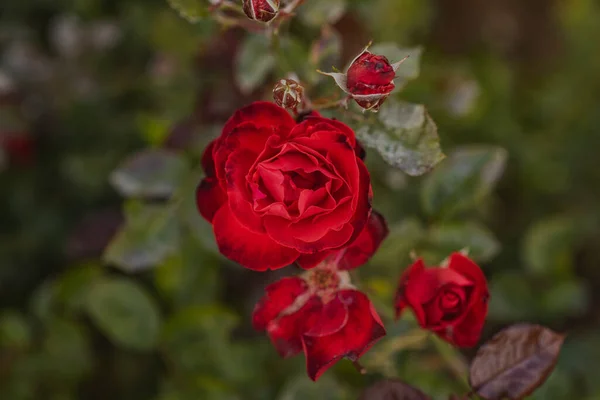 Röda Rosor Trädgården — Stockfoto