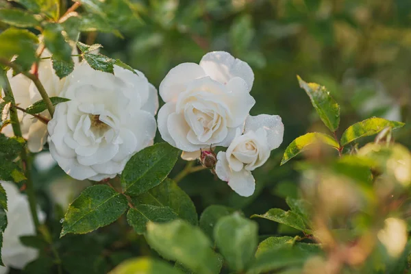 Rosas Rojas Jardín — Foto de Stock