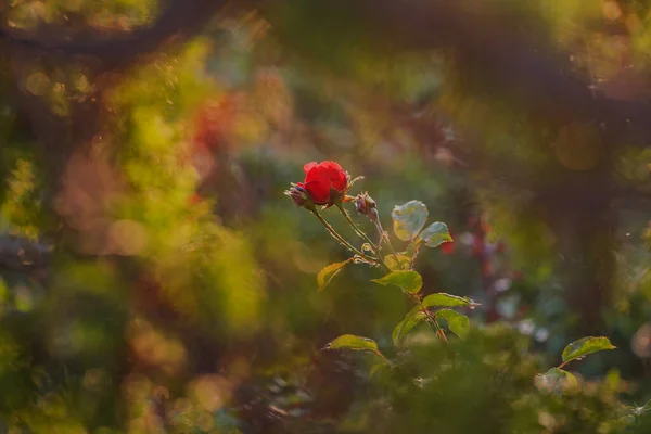 Rosa Vermelha Jardim — Fotografia de Stock