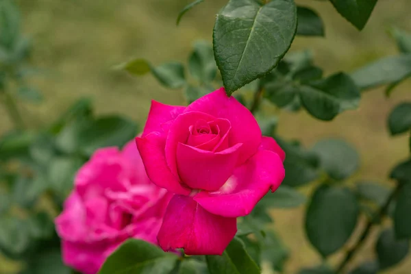 Rosa Rosa Fondo Verde — Foto de Stock