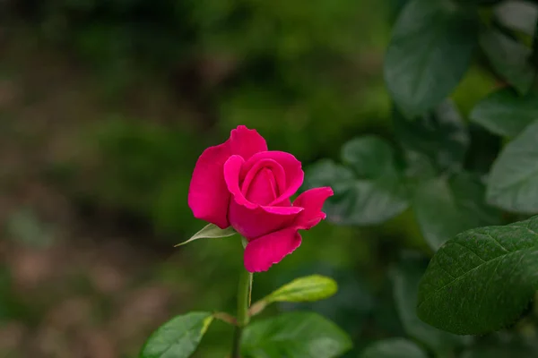 Rosa Rosa Fondo Verde — Foto de Stock