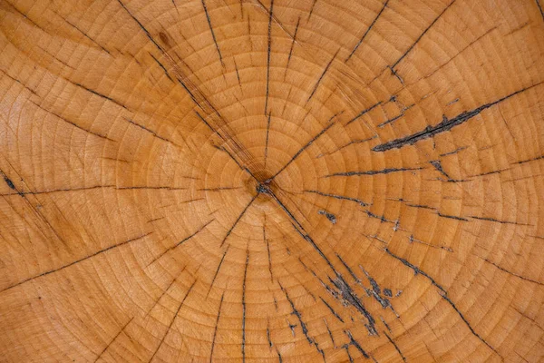 Boom Ring Hout Achtergrond Met Scheuren — Stockfoto