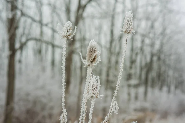 Dry Plant Covered Frost — Stock Photo, Image