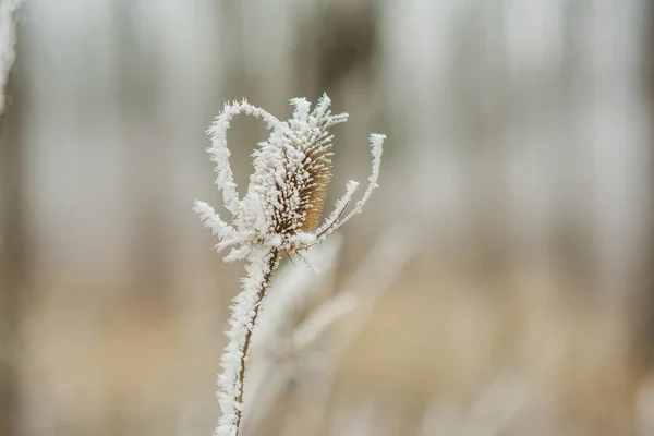 Dry Plant Covered Frost — Stock Photo, Image