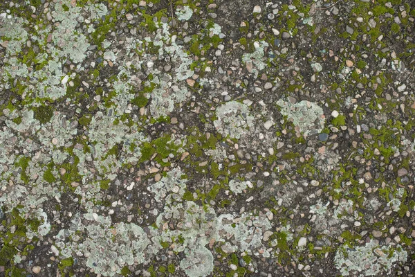 Цемент Гравий Покрытые Зеленым Мхом — стоковое фото