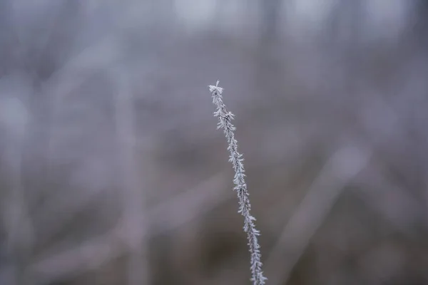 封闭被霜冻覆盖的树枝 — 图库照片