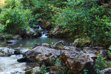 Ormandan akan dağ nehri manzarası