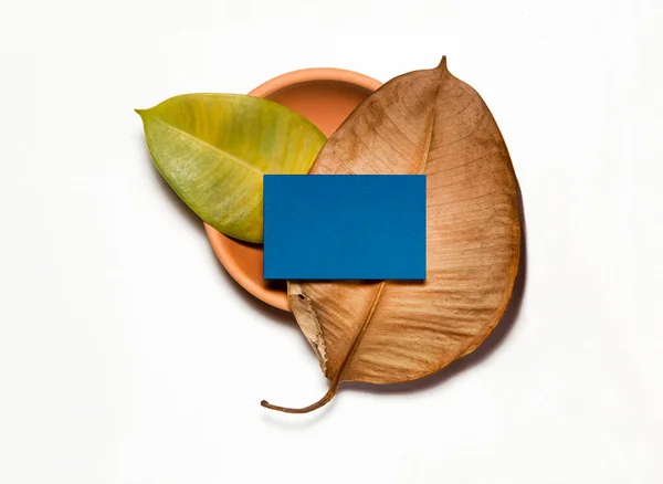 Kék Névjegykártyák Terrakotta Váza Levelek Fehér Alapon — Stock Fotó