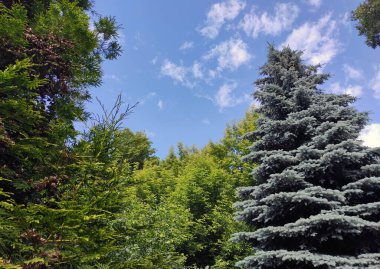 Gün boyunca ormanda Noel ağacı. Doğada yüksek ladin. Tasarım için doğa konsepti.