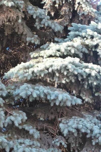 Φόντο Από Ερυθρελάτη Κλαδιά Χριστουγεννιάτικο Δέντρο Χειμώνα — Φωτογραφία Αρχείου