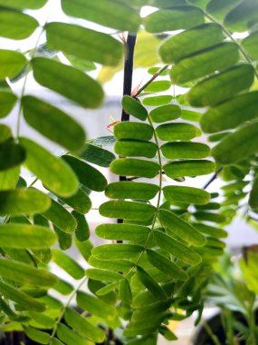 Bahçedeki tropik yaprakların arka planı. Yeşil bitkiler.