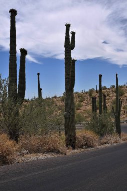 Görkemli saguaro kaktüsüyle Arizona virajlı bir yolda sürüyorum.