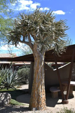 Titrek ağaç, parkta Aloe ikilemi.