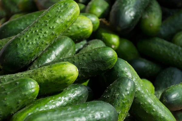 Lot Ripe Green Cucumbers Exhibition Selling Farm Products Stock Photo