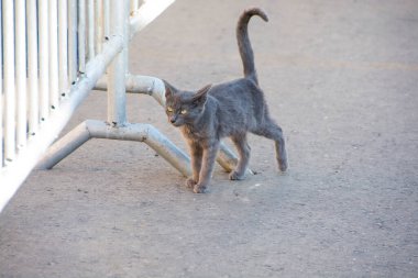 Gri kedi çitin yanında yürüyor