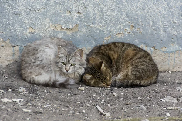 Zwei Streunende Katzen Leben Auf Der Straße — Stockfoto