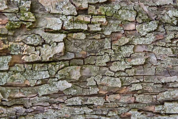 Casca Rachada Uma Árvore Velha — Fotografia de Stock