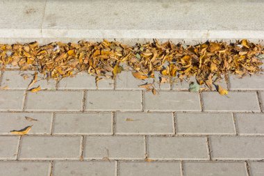 Sarı sonbahar yaprakları granit kaldırımda
