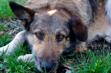 Yaşlı bir evsiz köpek üzgün bir şekilde kameraya bakar..