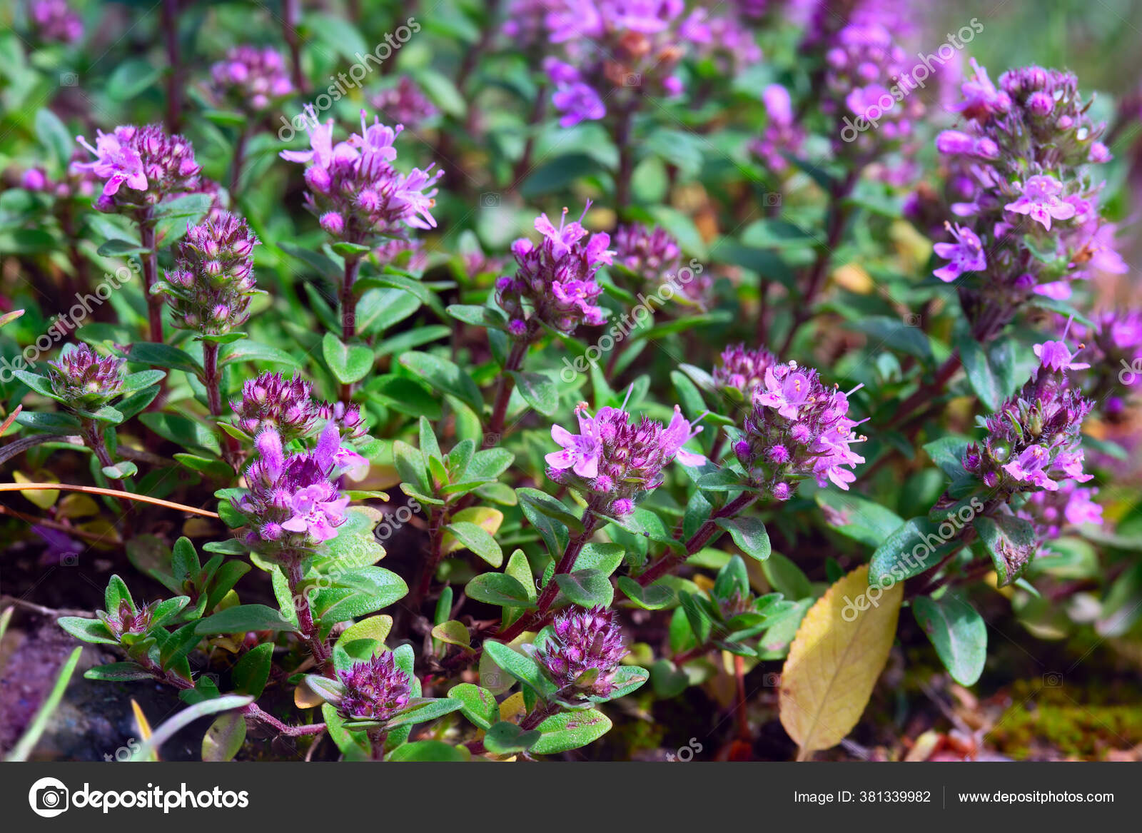 Wild Thyme Plant