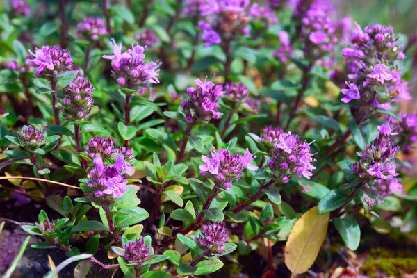 Thymus Serpilllum, Breckland kekiğinin makrofotografı. Çamlık yaban kekiği, sürünen kekik, ya da elf kekikleri. Doğal tıp. Mutfak malzemeleri ve yaşam alanındaki mis kokulu baharat.